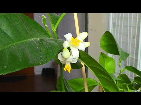 Видео: ЛИМОН ЗАЦВЕЛ УЖЕ НА ПЕРВЫЙ ГОД. В ЧЁМ СЕКРЕТ.