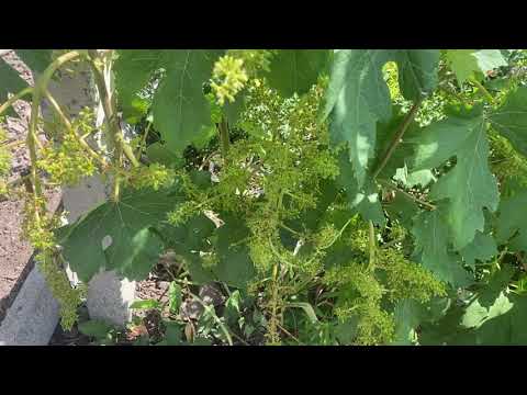 Видео: Еще раз за Ландыш, он отцвел, есть интересные вопросы и окончательная схема по срокам чеканки