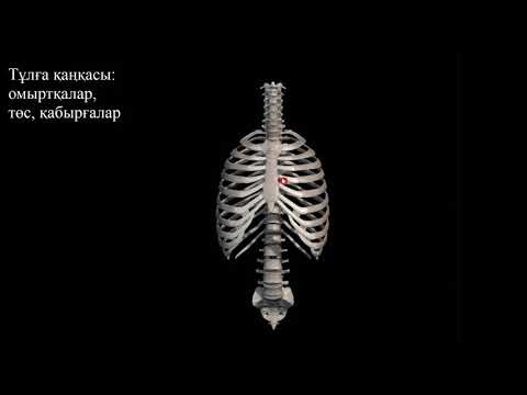 Видео: Тұлға қаңқасы.  Омыртқалар.  Төс.  Қабырғалар
