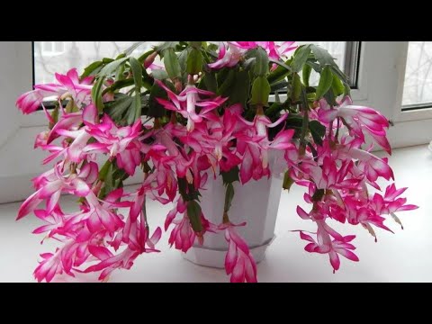 Видео: ВНОШУ под ДЕКАБРИСТ и даже самый слабый куст пышно ЗАЦВЕТЕТ