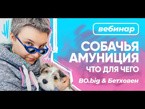 Видео: Бесплатный вебинар БО.big "Cобачья амуниция: что для чего"