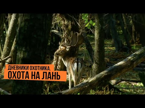 Видео: Охота на лань \ Дневники охотника