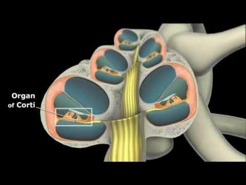 Видео: Механизмы слуховой рецепции