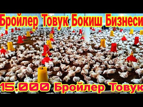 Видео: БРОЙЛЕР ТОВУК БОКИШ БИЗНЕСИ ТОЛИК МАЛУМОТ