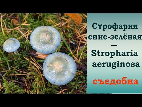 Видео: Строфария сине-зелёная - съедобна после отваривания