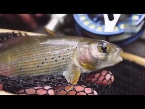 Видео: Форель нахлыстом Архангельская обл.