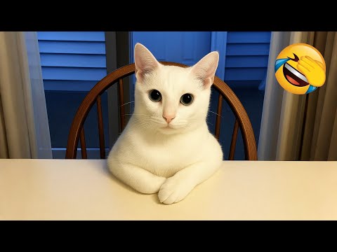 Видео: Попробуй не засмеяться 😂 Самые смешные животные 😹🐶 Часть 12