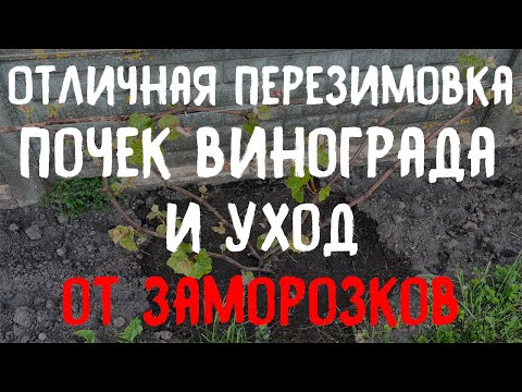 Видео: Как сохранить кусты винограда зимой и уйти от весенних заморозков