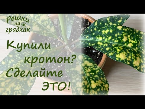 Видео: 🌿 Кротон / Кодиеум уход и пересадка после покупки. 🔺 ВАЖНО это сделать!