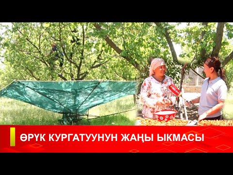 Видео: ӨРҮК КУРГАТУУНУН ӨЗГӨЧӨ ЫКМАСЫ