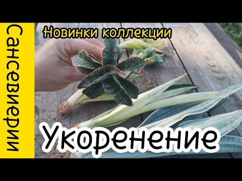 Видео: Сансевиерии. Новинки коллекции. Укоренение.