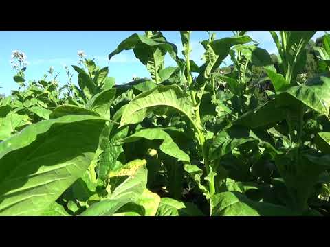 Видео: Первая ломка табака.