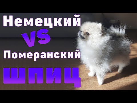 Видео: Померанский шпиц и малый немецкий шпиц различия