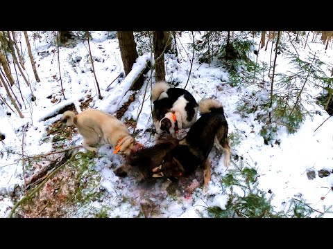 Видео: Охота #309 зарезал поросёнка, на острове Хийумаа.