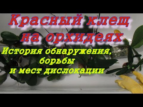 Видео: Красный клещ на орхидеях. Места обитания под микроскопом
