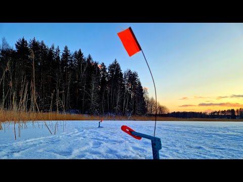 Видео: ВЫХОД ЩУКИ НА ЗАКАТЕ!!ЗИМНЯЯ РЫБАЛКА В ЛАТГАЛИИ.РЫБАЛКА НА ЖЕРЛИЦЫ.РЫБАЛКА 2025