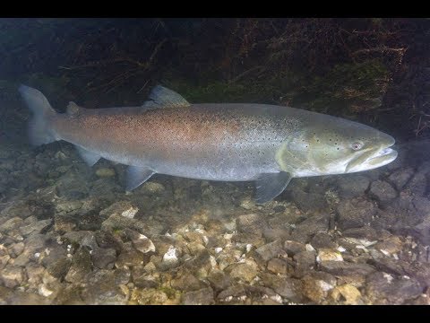 Видео: лососевый документальный фильм
