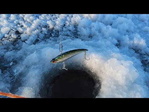 Видео: В поисках клыкастых судаков. Рыбалка на Чебоксарском водохранилище.