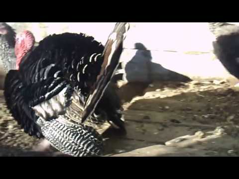 Видео: Венгерская мангалица зимой  в - 45