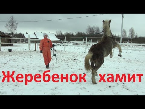 Видео: Купили жеребёнка. Как воспитывать. Начало.