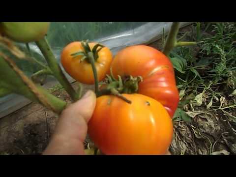 Видео: обзор томатов август 2017г.