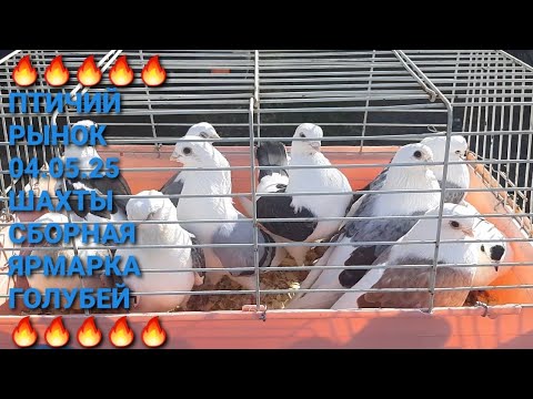 Видео: 🔥🔥🔥 Птичий рынок г.Шахты. Сборная ярмарка голубей. Pigeon Fair. Bird Market. Nikolaev pigeons.
