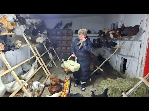 Видео: МОЯ АМЕРИКАНСКАЯ ЖИЗНЬ В ДЕРЕВНЕ. 