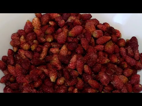 Видео: ЗЕМЛЯНИКА НА ЗИМУ БЕЗ ВАРКИ. С сахаром БЕЗ ВАРКИ.