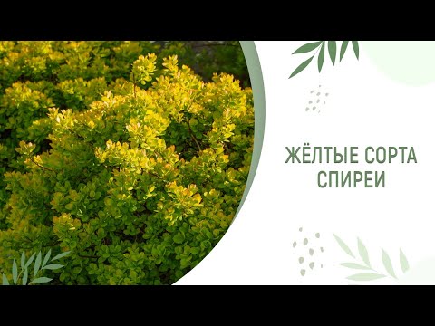 Видео: ЖЁЛТЫЕ СОРТА СПИРЕИ | КАРЛИКОВЫЕ СОРТА