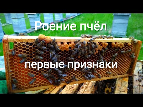 Видео: Роение пчёл. Первые признаки. Альпийский улей