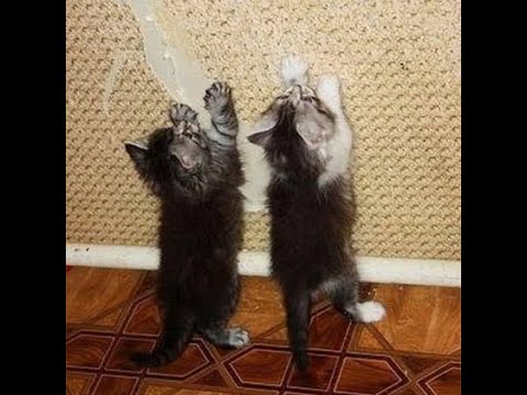Видео: 😻 Котята - хулиганчики! 🐈 Видео смешных котов и котят для хорошего настроения! 😺