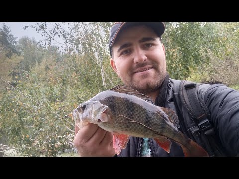 Видео: Весь хижак у рясці. Ловля окуня в самому березі.