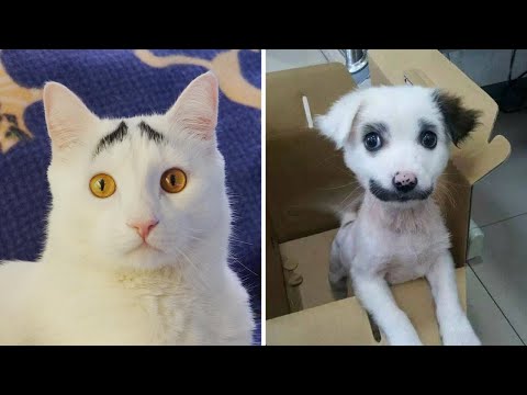 Видео: Удивительные животные с рисунками на теле