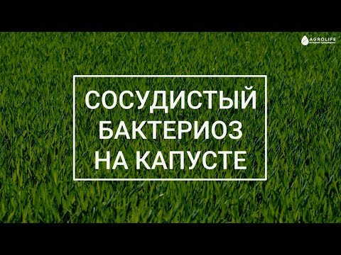 Видео: Сосудистый бактериоз капусты | Agrolife.ua "Вы спрашиваете, мы отвечаем"