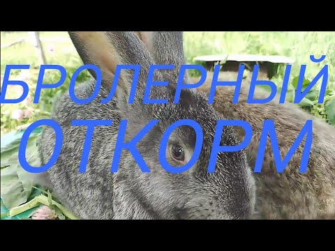 Видео: ЧЕМ КОРМИТЬ КРОЛИКОВ для быстрого НАБОРА ВЕСА.КАК УВЕЛИЧИТЬ ВЕС  кролика.БРОЛЕРНЫЙ ОТКОРМ КРОЛИКОВ.