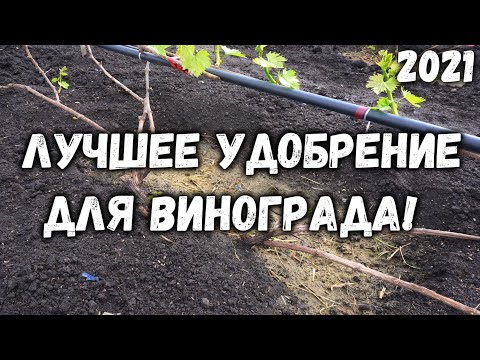 Видео: Лучшее удобрение для винограда!