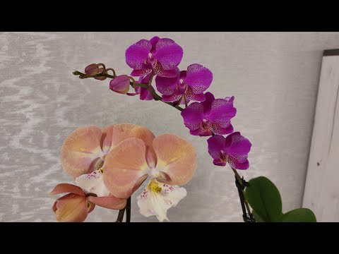 Видео: ЦВЕТЕНИЕ ОРХИДЕЙ в ноябре ❤️ 