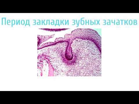 Видео: Развитие зуба   Odontogenesis