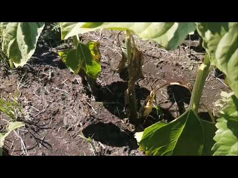 Видео: Устойчивость гибридов подсолнечника к заразихе.
