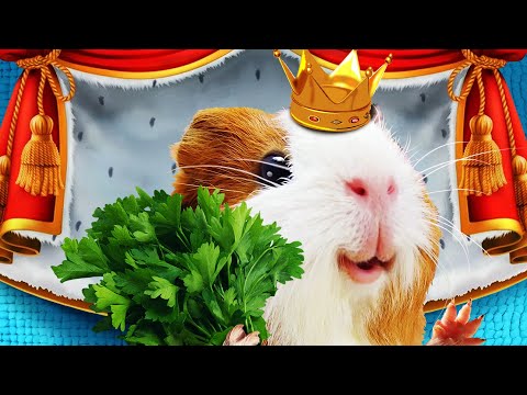 Видео: День Бузи. Мультики для детей на русском