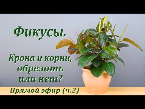 Видео: Фикусы. Крона и корни, обрезать или нет? (ч.2, запись прямого эфира).