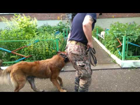 Видео: Дрессировка собак. Учим собаку не трогать кошек.