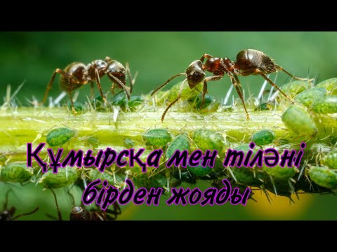 Видео: Бау бақшадығы зиянкеті жоятын екі әдіс. Құмырсқа мен тіләнің зияны. Құмырсқаға тіләға қарсы тұнба.