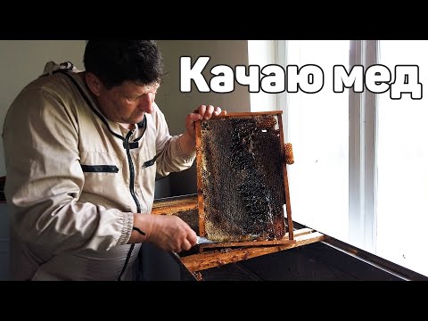 Видео: Викачка меду / Відбір меду з вуликів / Оптиміст #5