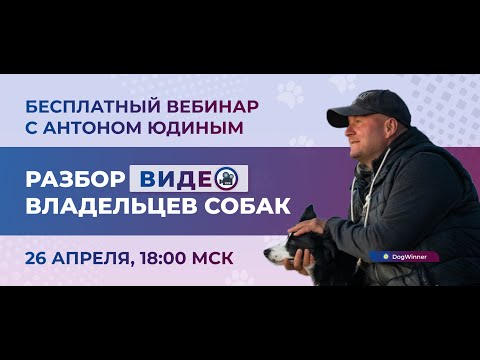 Видео: Онлайн-встреча вопросов и ответов с инструктором по дрессировке Антоном Юдиным