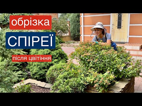 Видео: Як обрізати СПІРЕЮ  після цвітіння. ✂️дорослий/молодий кущ