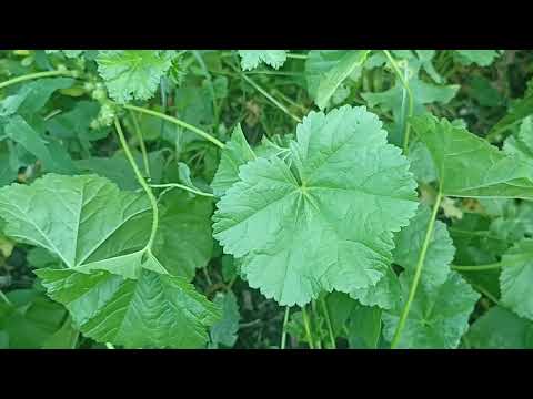 Видео: Просвирник низкий. Забытые лекарственные растения.