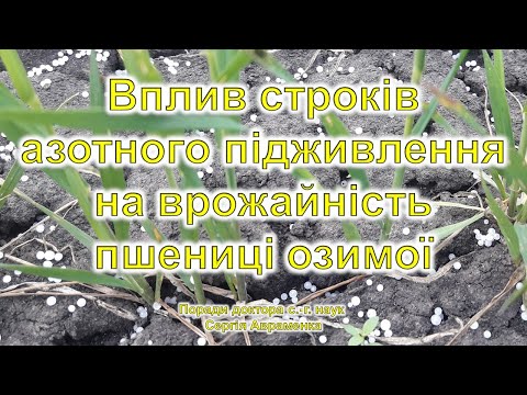 Видео: Осіннє підживлення: врожайність з дослідних ділянок