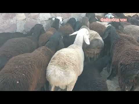 Видео: Молбозори Мискинобод 28 сентября бехтарин навор шид 