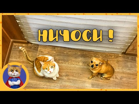 Видео: КОТЫ И СОБАКИ ПРОТИВ СТЕНЫ из БУМАГИ ЧЕЛЛЕНДЖ ! Кто победит получит приз